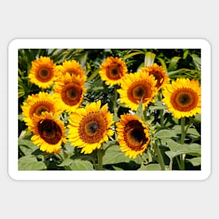 Sunflower Cluster Sticker